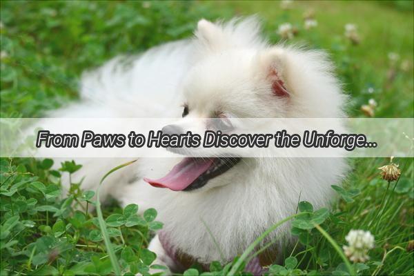 From Paws to Hearts Discover the Unforgettable Journey of a Dog Owners Tale